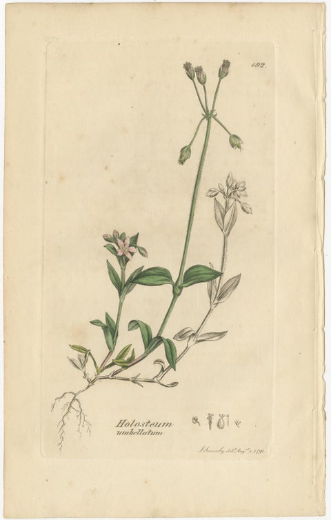 Set of 9 Antique Botanical Engravings of Grasses & Wildflowers, c.1830, view 9