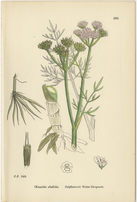 Antique English Botanical Prints, Water-Dropwort Studies for Elegant Interiors, view 6
