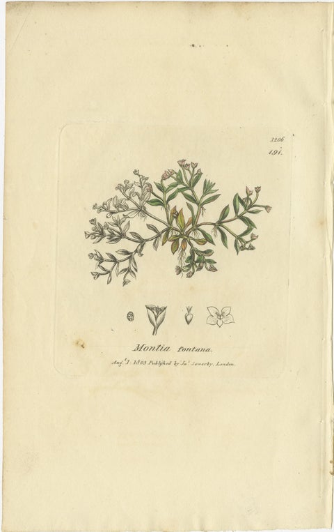Set of 9 Antique Botanical Engravings of Grasses & Wildflowers, c.1830, view 8
