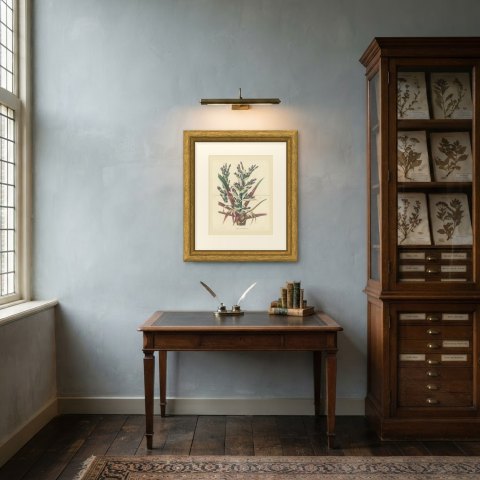 Bromelia Commeliniana, Flowering Bromeliad Chromolithograph, 1859, shown framed in a room, true to size
