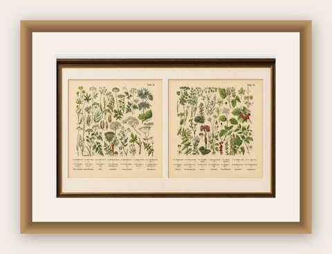 German Botanical Plates Umbellifers & Medicinal Plants, Stuttgart c.1890, shown framed