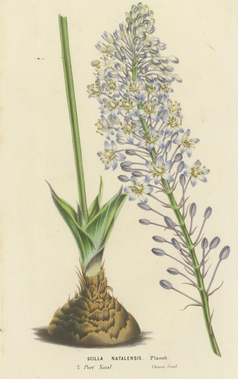 Natal Squill Botanical Illustration by Louis van Houtte, 19th Century, close-up 4