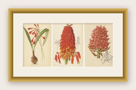 Exotic Splendor: Hartweg's Sage, Flaming Torch, and Melinoni's Bromeliad, c.1855, shown framed