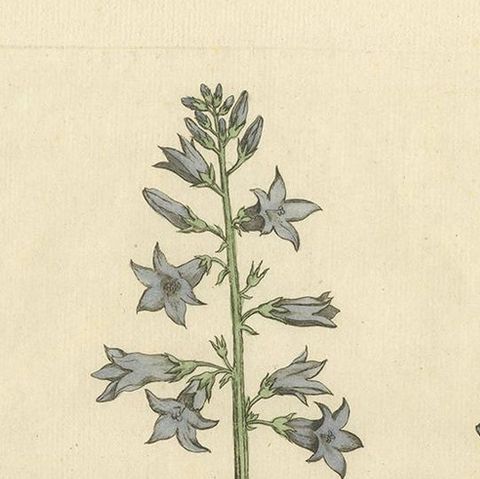 Antique Botany Print of Campanula Rapunculus by Regnault, circa 1780, close-up 1