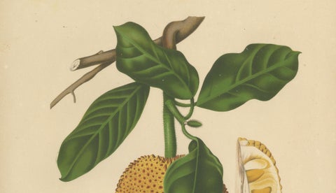 Original Antique Jackfruit Botanical Chromolithograph by Hoola van Nooten, 1880, close-up 2