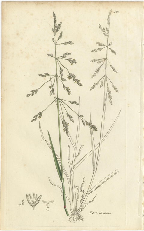 Set of 8 Antique Botanical Prints, Poa Grasses: Meadowgrass & Bluegrass ca.1830, view 2