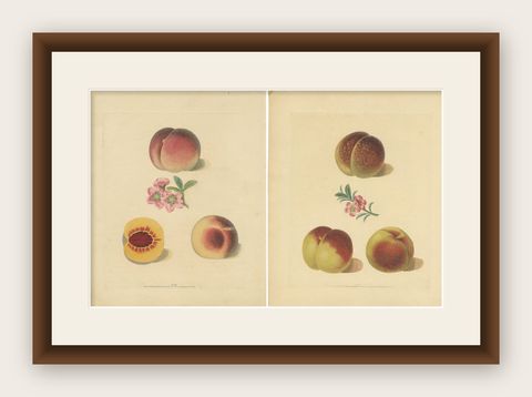 Set of Two Antique Prints of Various Peach Varieties, shown framed