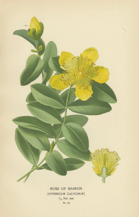 Botanical Elegance: A Triptych of 19th-Century Floral Art, 1896, close-up 3