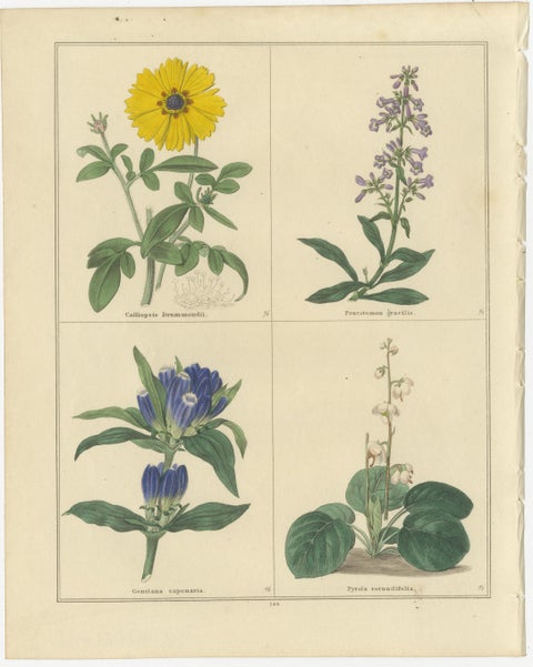 Pair of Botanical Engravings from The Botanic Garden by B. Maund, London c.1836, view 3