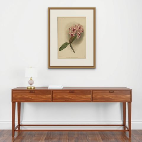Gorgeous Impressive Large Folio Size Antique Print of an Orchid, 1888, shown framed on a wall, true to size