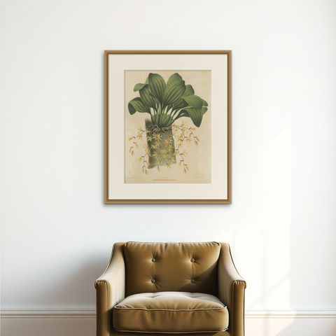 Large Orchid Illustrations of the Dutch East Indies: A Botanical Heritage, 1854, shown framed on a wall, true to size
