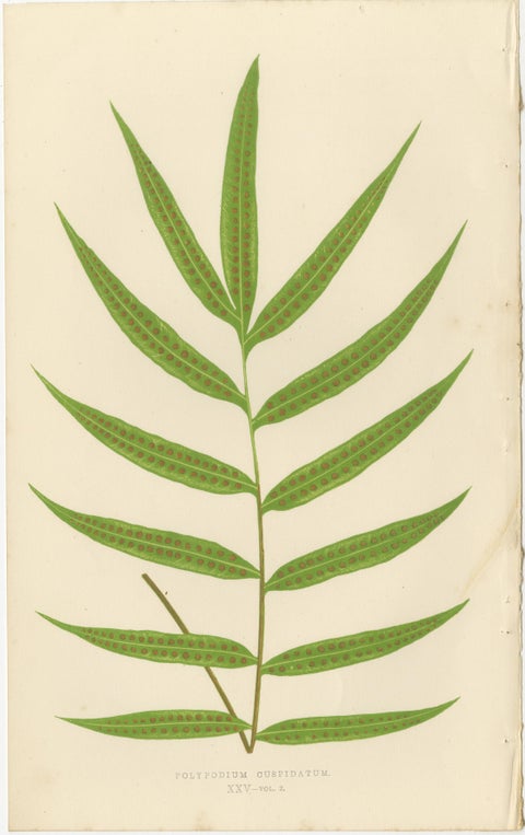 Exotic Victorian Fern Lithograph Collection with English Species Names, 1856, view 8