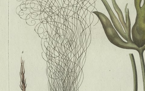 Original Antique Botanical Print of Two Remarkable Seaweeds by Bertuch, 1802, close-up 5