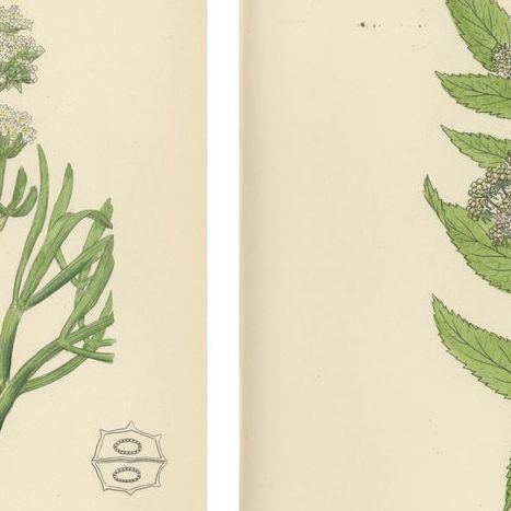 Antique Herb Botanical Prints, Soft Green Palette, Set of Four c.1902, close-up 1