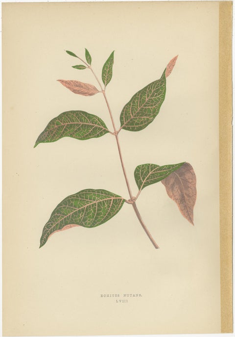 Set of 6 Botany Prints, Alocasia Metallica, Echites Nutans (1891), view 5