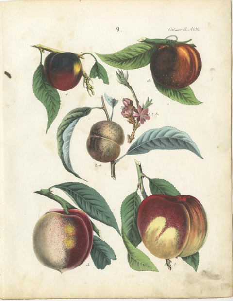 Antique Fruit Chromolithographs, Apples & Plums, Set of Six, Calwer 1854, view 5