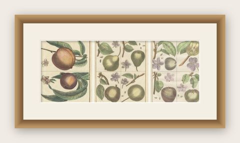 Vintage Botanical Fruit Prints of Apples, Pears and Peaches, Engravings of c1820, shown framed