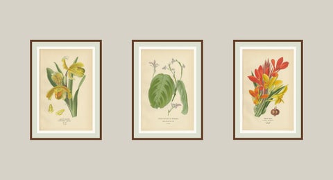 Set of 3 Antique Botanical Prints 1897, Lady’s Slipper, Maranta & Canna, view 5