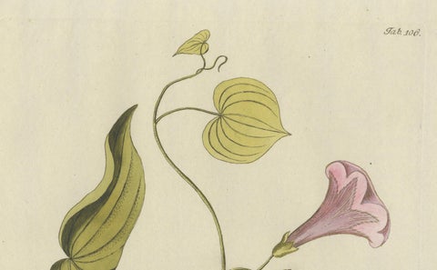 Convolvulus Batatas Botanical Engraving, Icones Plantarum Medicinalium, 1788, close-up 3