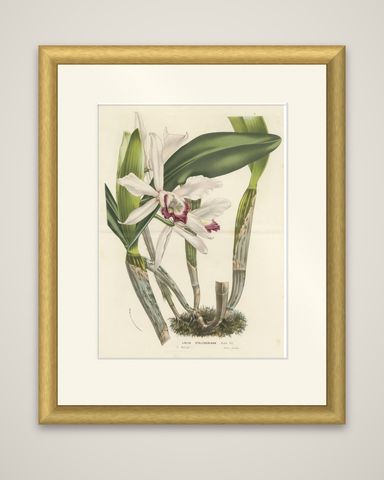 Stelzner's Laelia Orchid: Hand-Colored Lithograph by Louis van Houtte, 1855, shown framed