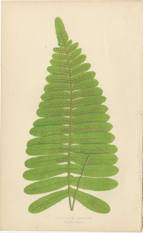 Set of 10 Original Antique Fern Lithographs by Edward J. Lowe, 1856, view 6