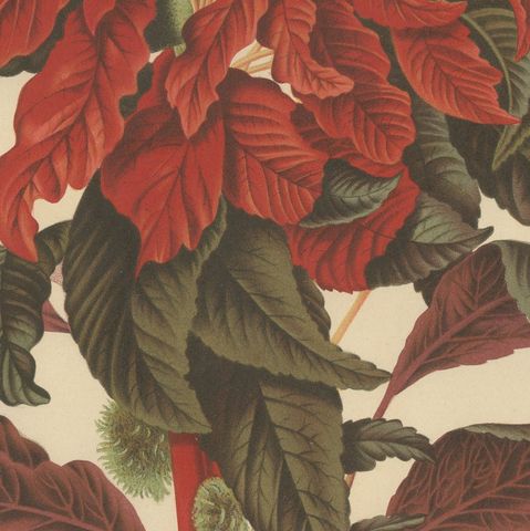 Original Antique Botanical Chromolithograph of Joseph's Coat, ca.1880, close-up 6