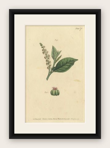 Antique Botanical Engraving of Pokeweed (Phytolacca), 1803 Floral Print, shown framed