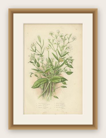 Antique Botany Print of Wood Stitch Wort, C.1860, shown framed