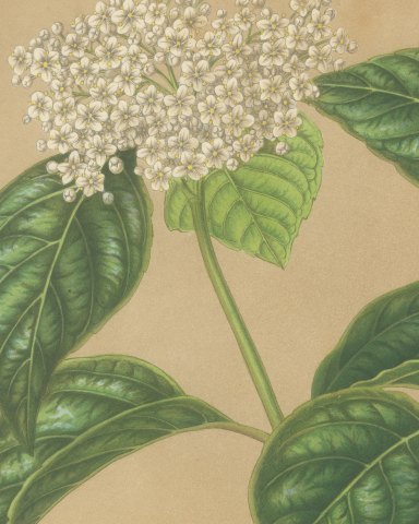 Viburnum Macrophyllum, Flowering Branch on Buff Ground, 1859, close-up 1