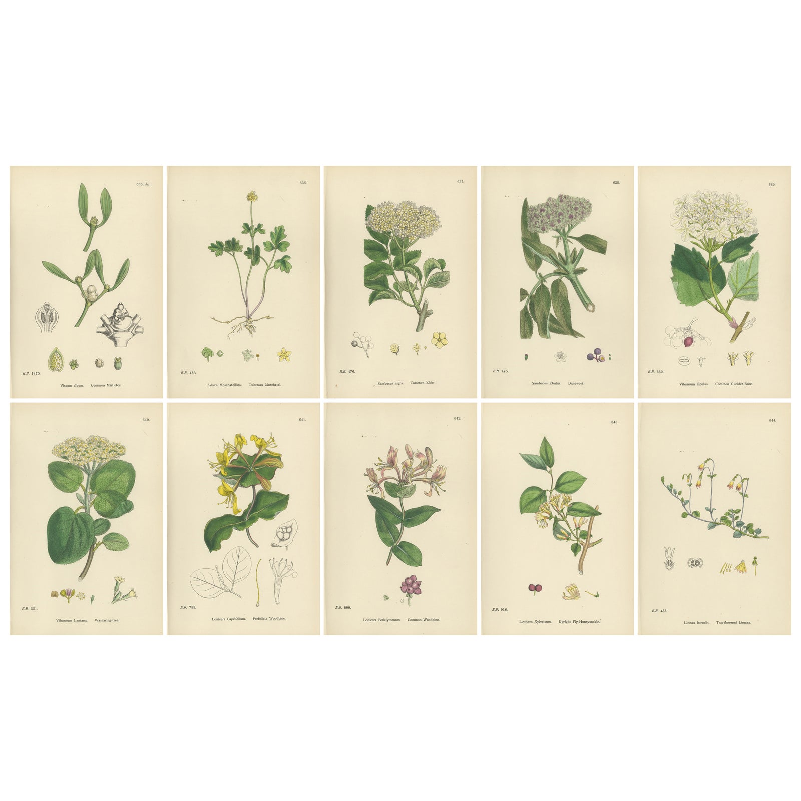 Set of 10 Antique Botanical Prints, English Botany 1902, British Wild Flowers