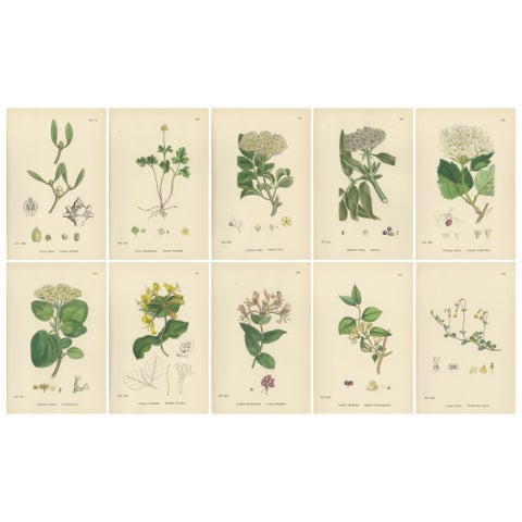 Set of 10 Antique Botanical Prints, English Botany 1902, British Wild Flowers