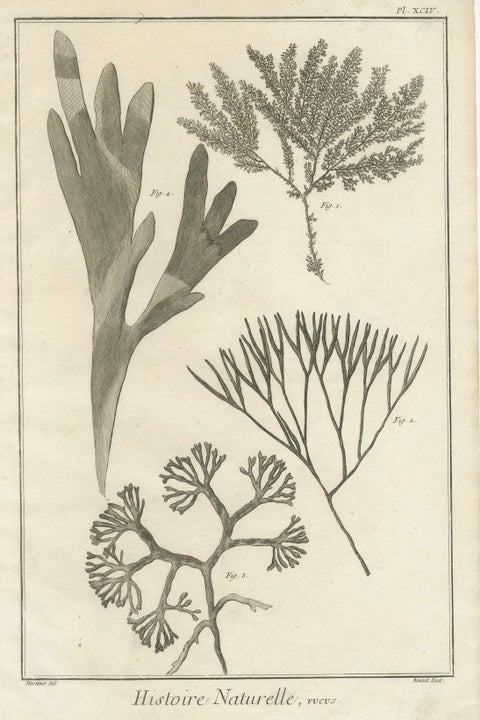 Decorative Antique Prints, Marine Plants and Cactus Engravings, c.1770, close-up 2