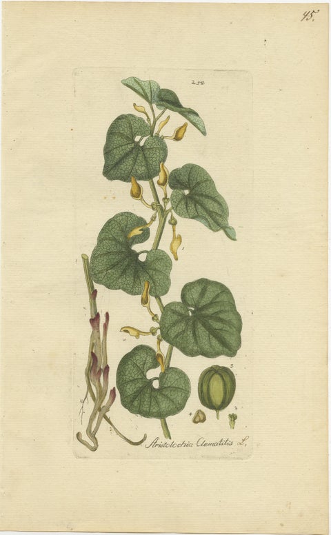 Set of 5 Antique Botany Prints, Aristolochia Species, view 2
