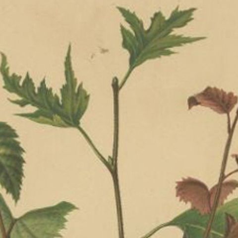 Antique Flower Print of the Betula Pubescens, 1879, close-up 1