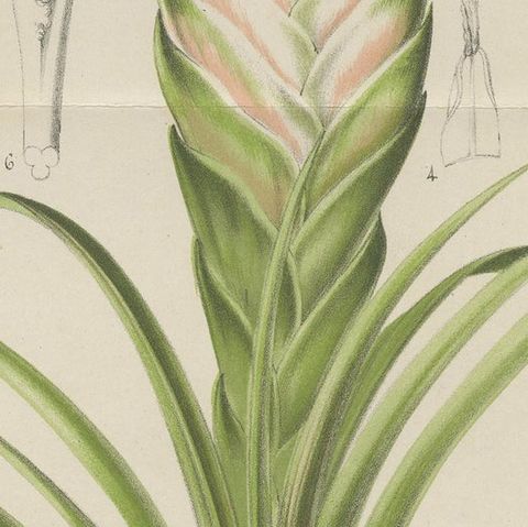 Antique Botany Print of Tillandsia Anceps '1879', close-up 2