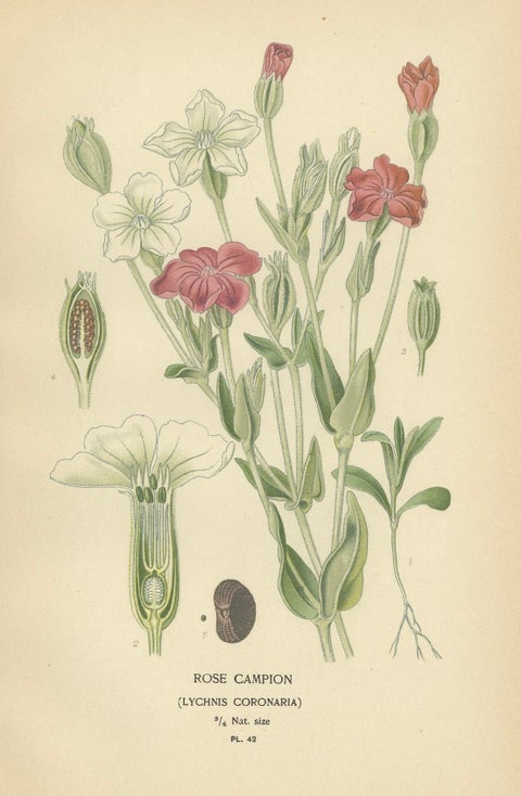 Ephemeral Blossoms: A Chronicle of 1896 Botanical Elegance, close-up 3