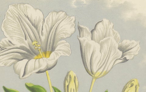 White Cupflower and Hairy Toadflax, Hand-Coloured Botanical Print, 1874, close-up 1