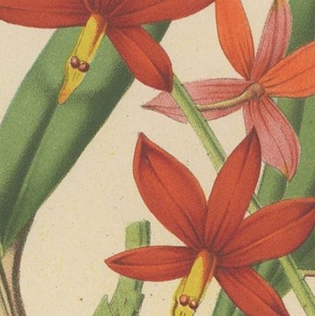 Antique Lithograph of the Prosthechea Vitellina Orchid, ca.1880, close-up 1