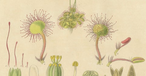 The Delicate Predator: Botanical Illustrations of Drosera, 1777, close-up 3