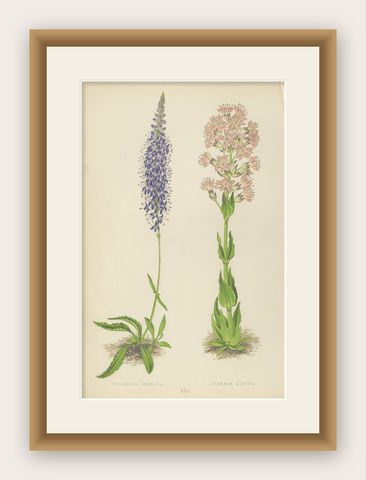 Spiked Speedwell and Alpine Catchfly hand-coloured botanical print 1874, shown framed