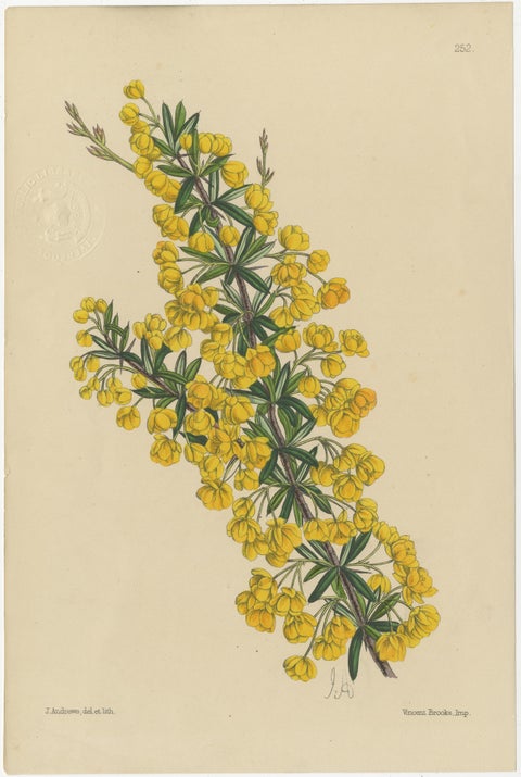 Set of 5 Antique Botany Prints, Orange, by Brooks 'c.1870', view 6