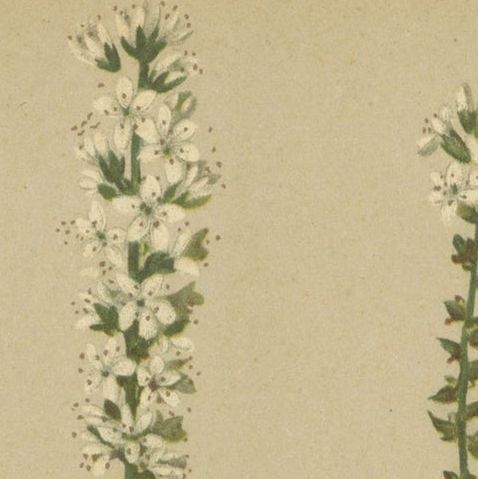 Antique Botany Print of The Bistorta Vivipara by Palla, 1897, close-up 1