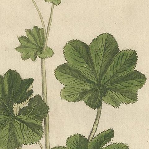 Antique Botany Print of Alchemilla by Regnault, 1774, close-up 1
