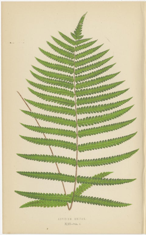 Antique Set of Three Botanical Fern Prints by E.J. Lowe (1868), Aspidium Series, view 3