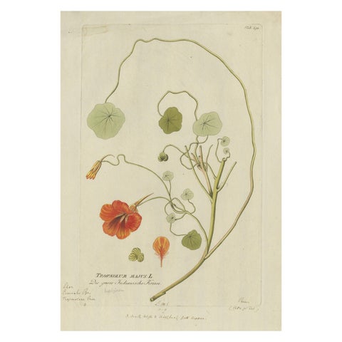 Vibrant Indian Cress Engraving, Icones Plantarum Medicinalium, 1788