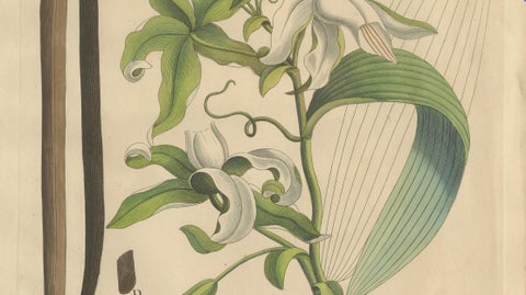 Antique Vanilla Botanical Print, Vanilla Aromatica, Hand Colored, c.1831, close-up 2
