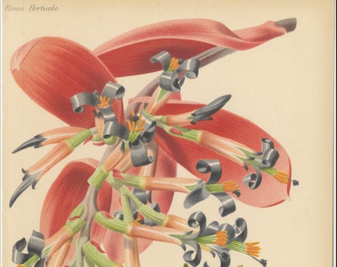 Stunning Bromeliads: Queen's Tears and Flaming Torch in Artful Display, c.1855, close-up 1