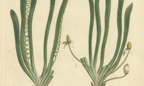 Old Botanical Engraving of Vallisneria (Tape Grass), 1803 Aquatic Plant Print, close-up 2