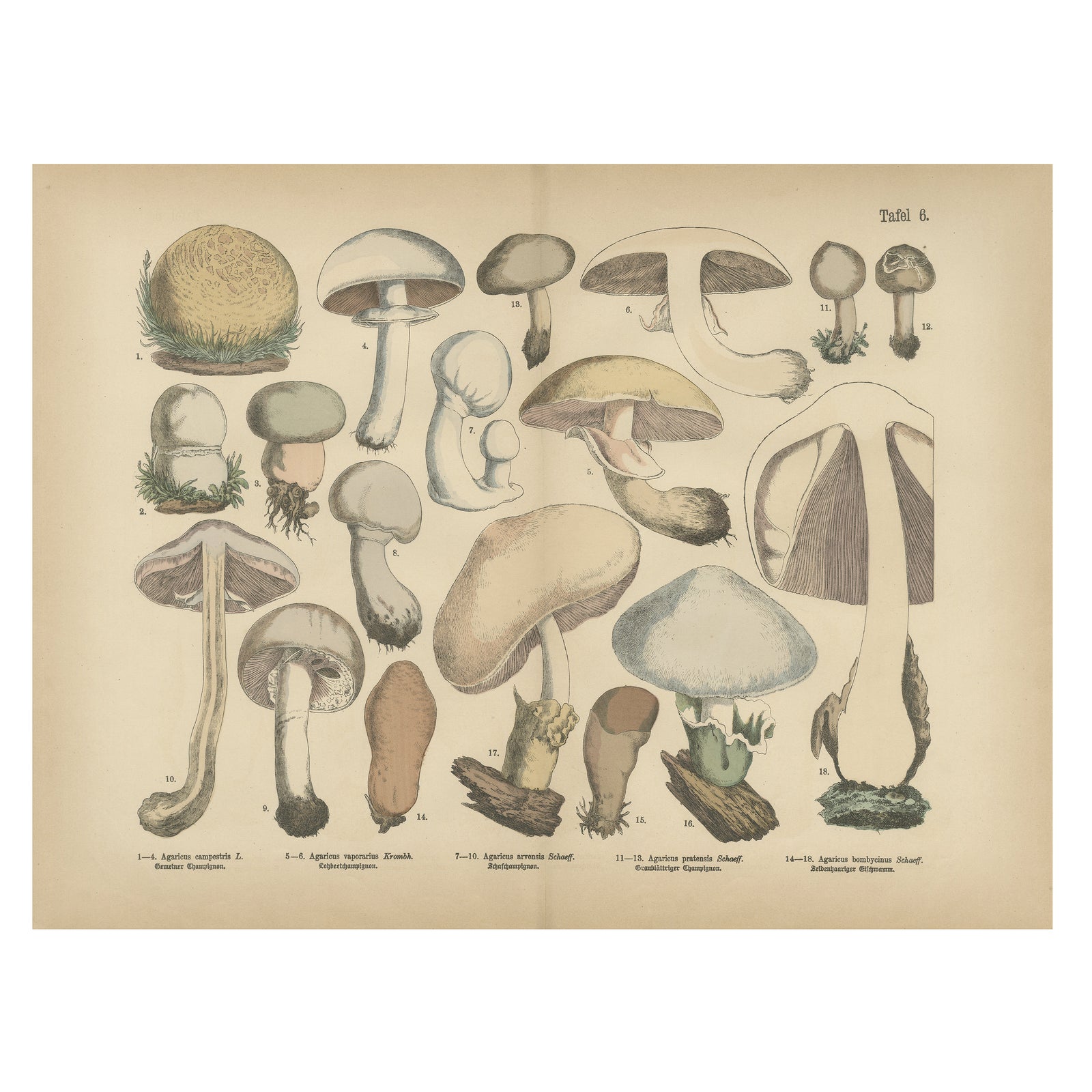 Agaricus Mushrooms, Antique Botanical Lithograph, German Mycology 1885