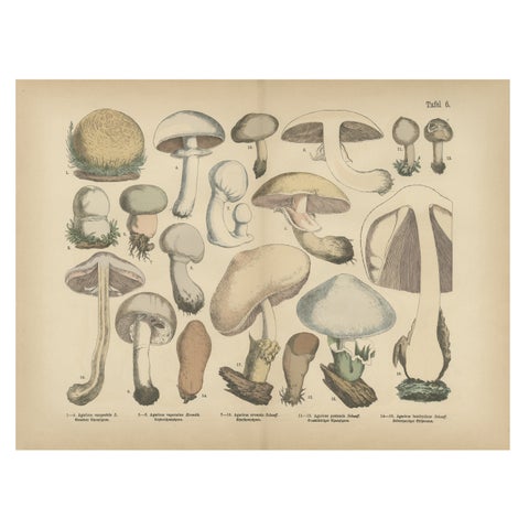 Agaricus Mushrooms, Antique Botanical Lithograph, German Mycology 1885